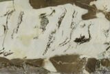 Polished Mesoproterozoic Stromatolite - Siberia #180001-1